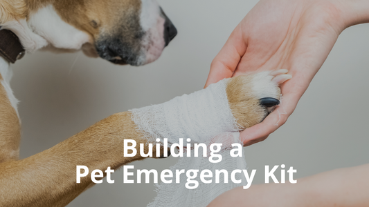 Image for the Blog titles: Building a Pet Emergency Kit