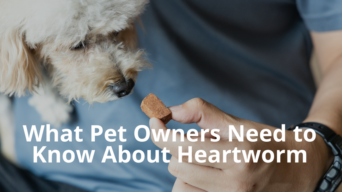 Heartworm Prevention What Pet Owners Need to Know Best Natural Pets