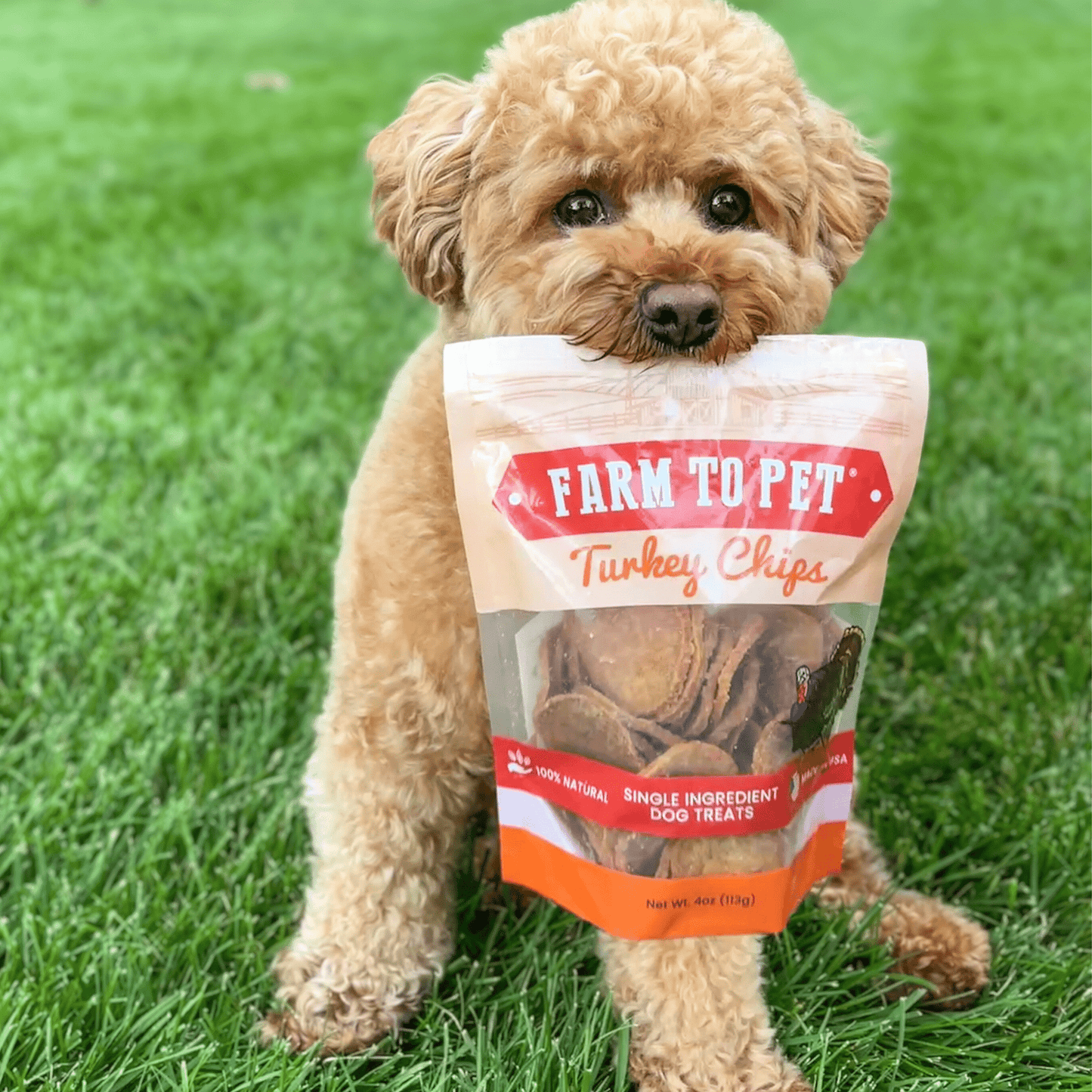 Turkey Chips