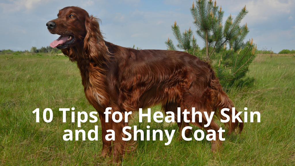 Smooth & Shiny: Your Guide to Pet Skin & Coat Care