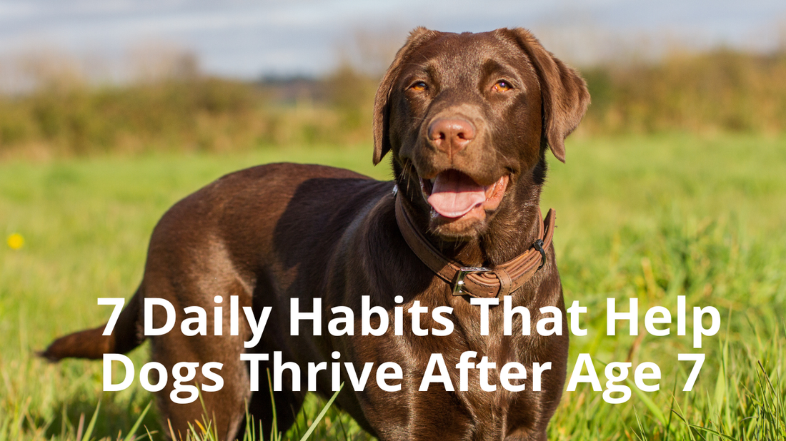 🐾 Healthy Aging in Dogs: 7 Daily Habits That Help Dogs Thrive After Age 7