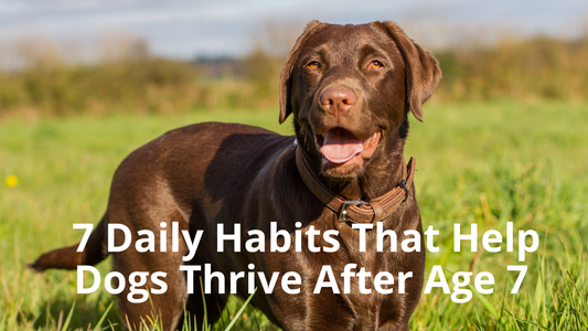 🐾 Healthy Aging in Dogs: 7 Daily Habits That Help Dogs Thrive After Age 7