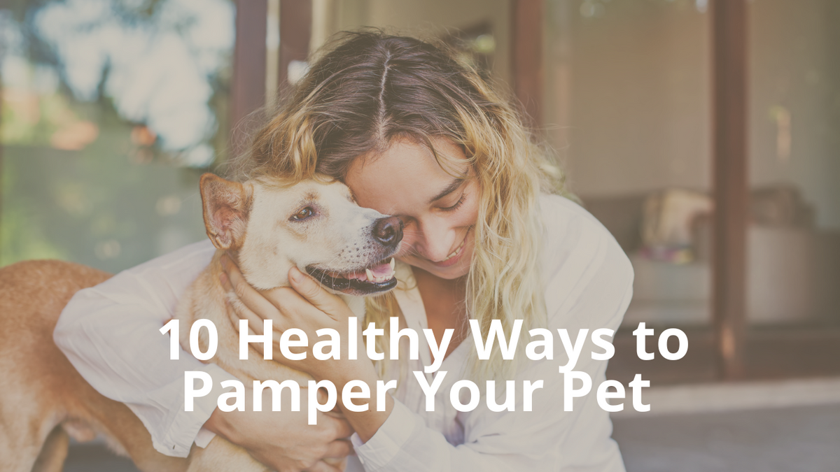 October is Pet Wellness Month - 10 Healthy Ways to Pamper Your Pets ...