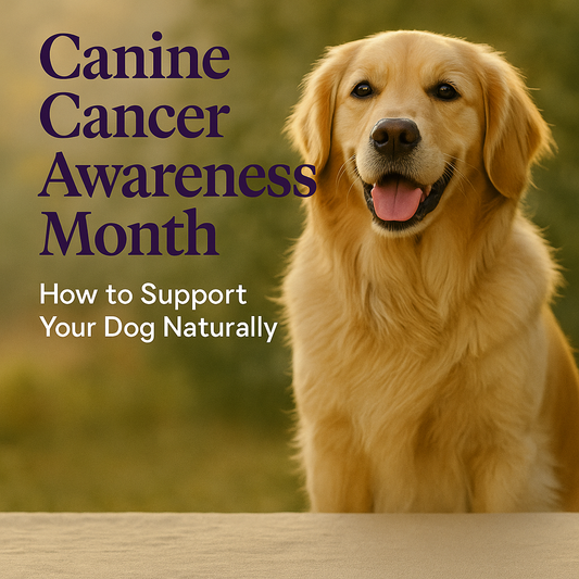 💜 Canine Cancer Awareness Month: How to Support Your Dog Naturally