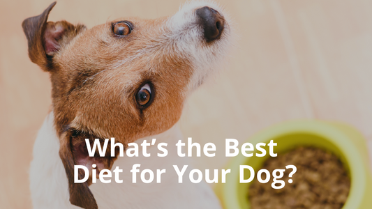 Image for Best Natural Pets blog titled "Doggie Diets: What's Really Best for Your Pet?"