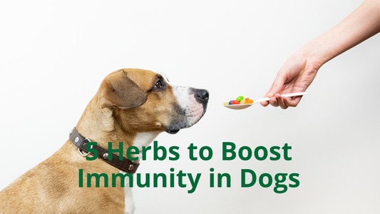 5 Herbs to Boost Immunity in Dogs | Best Natural Pets