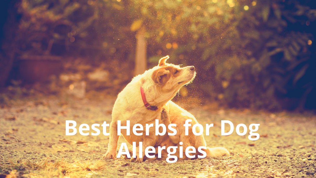 Image for Best Natural Pets Blog Post: Best Herbs for Dog Allergies