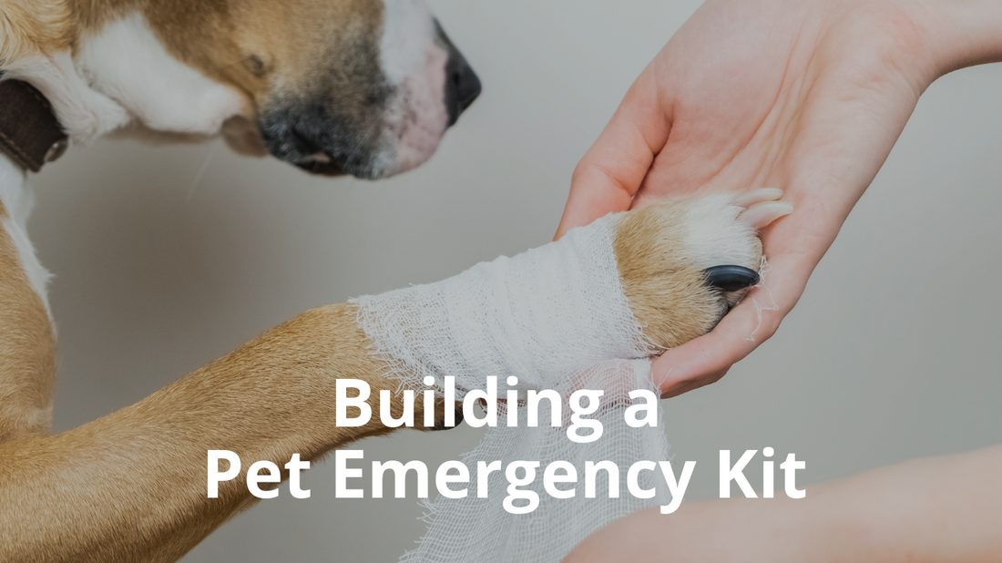 Image for the Blog titles: Building a Pet Emergency Kit
