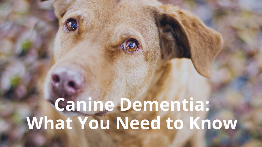 Doggie Dementia: What You Need to Know