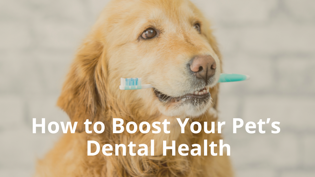 How to Boost Your Pet's Dental Health