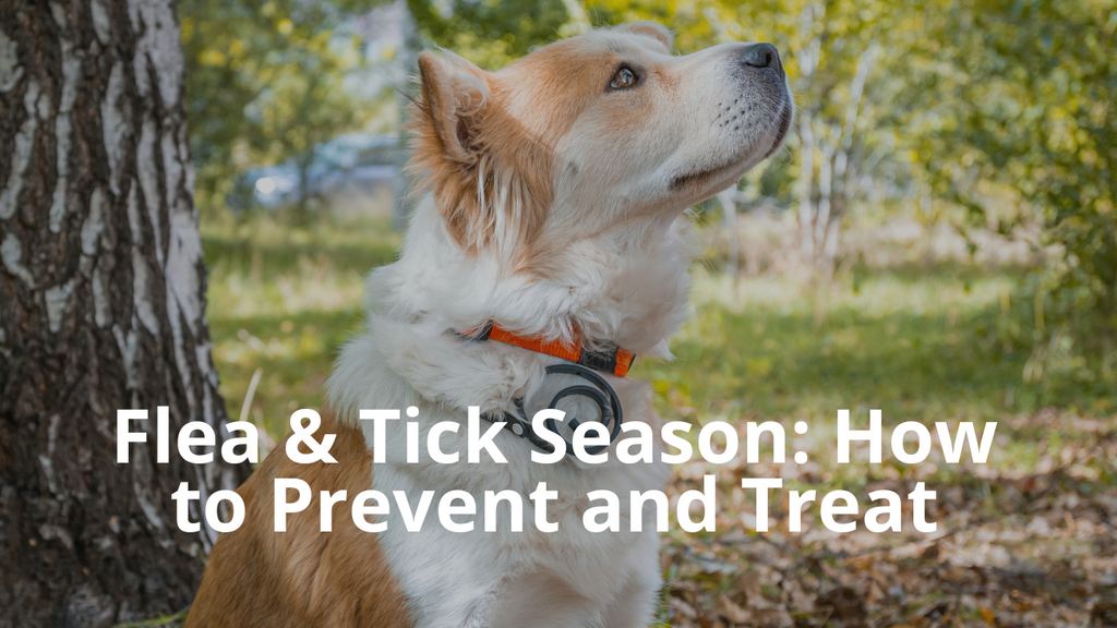 Featured image for blog post Flea and Tick Season on Best Natural Pets