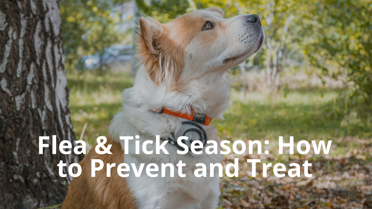 Flea and Tick Season: Tips for Keeping Your Pet Safe – Best Natural Pets