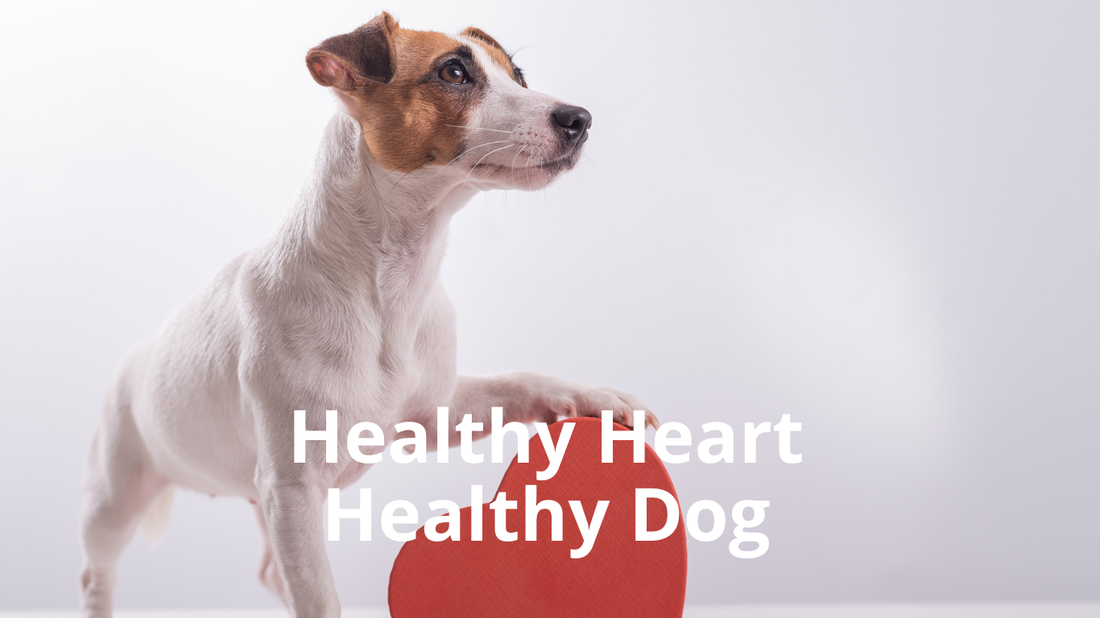 Image for blog post titled: Healthy Heart, Healthy Dog