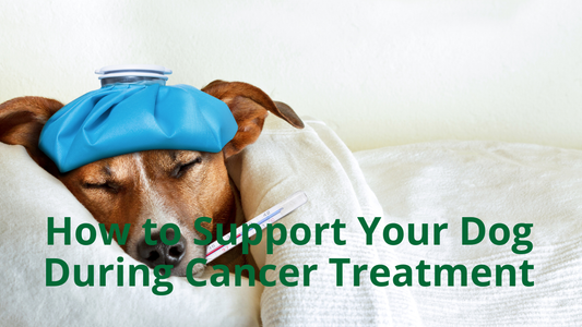 Image for Best Natural Pets Blog: How to Support Your Dog During Cancer Treatment