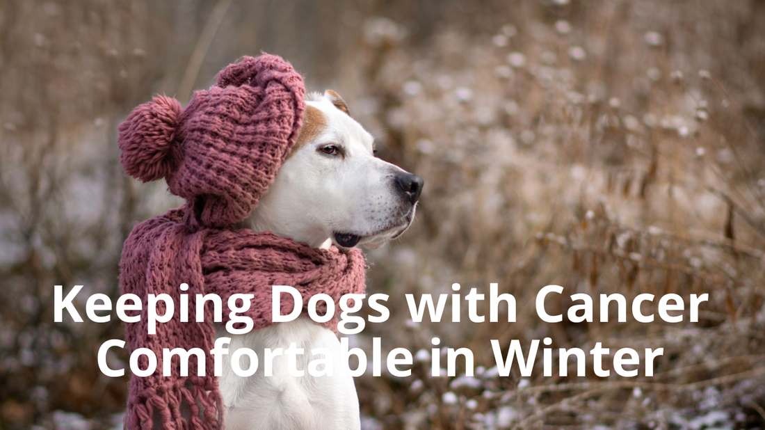 Image for Best Natural Pets Blog: Keeping Dogs with Cancer Comfortable in Winter