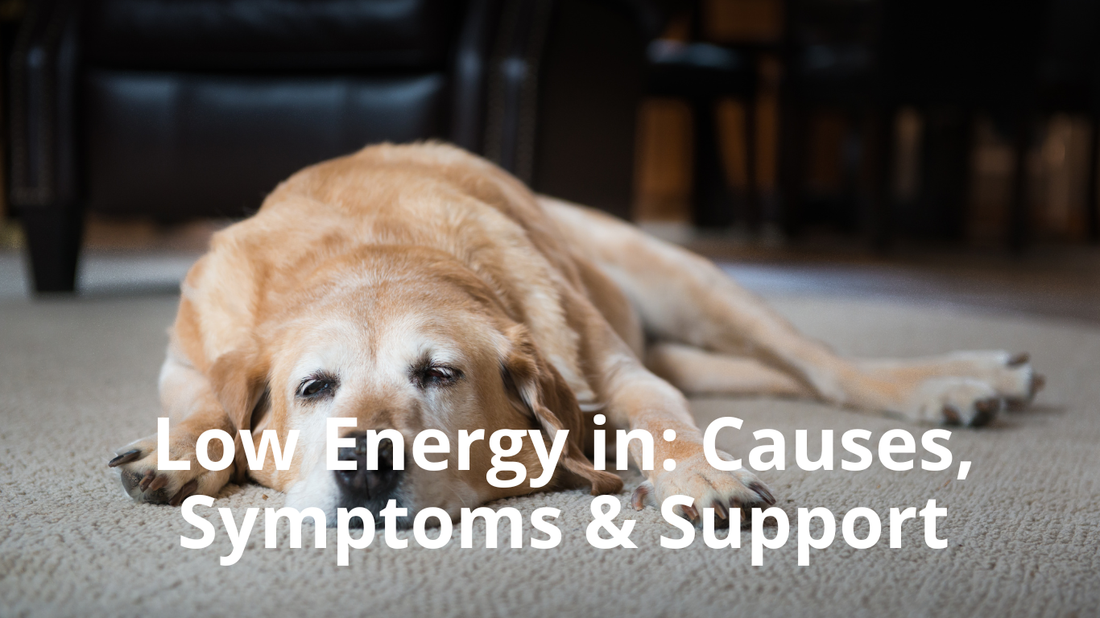 Image for Best Natural Pets Blog titled: Low Energy in Dogs: Causes, Symptoms and Natural Support