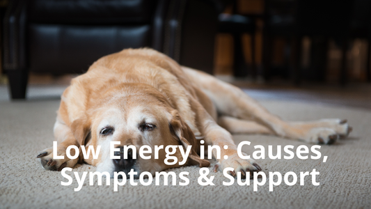 Image for Best Natural Pets Blog titled: Low Energy in Dogs: Causes, Symptoms and Natural Support