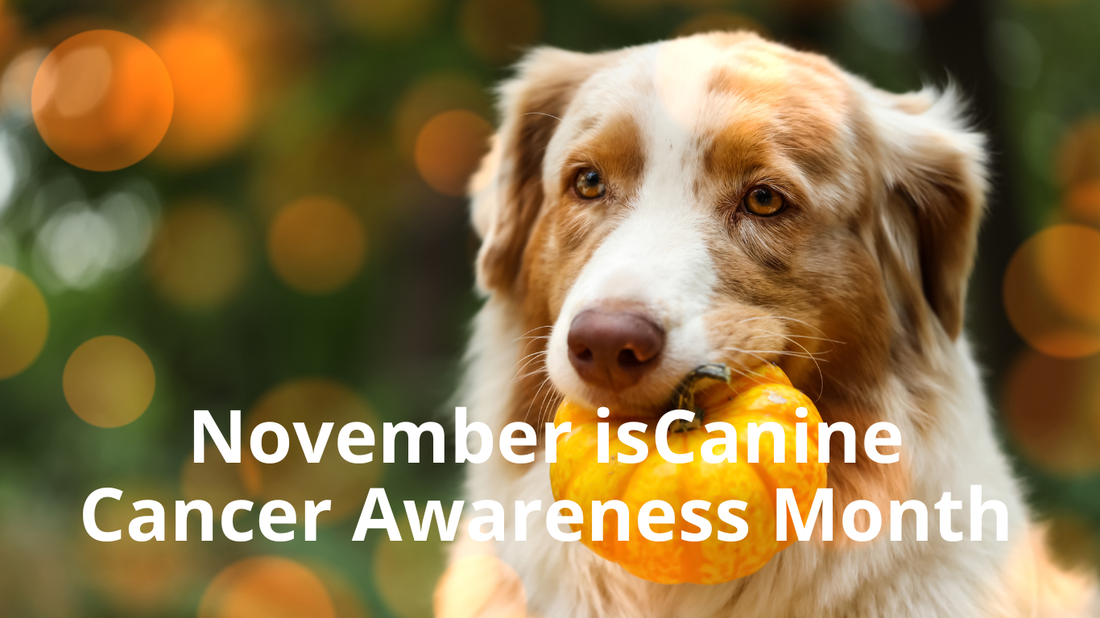 💜 Canine Cancer Awareness Month: How to Support Your Dog Naturally