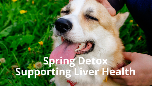 Image for Best Natural Pets Blog Post: String Detox - Supporting Liver Health