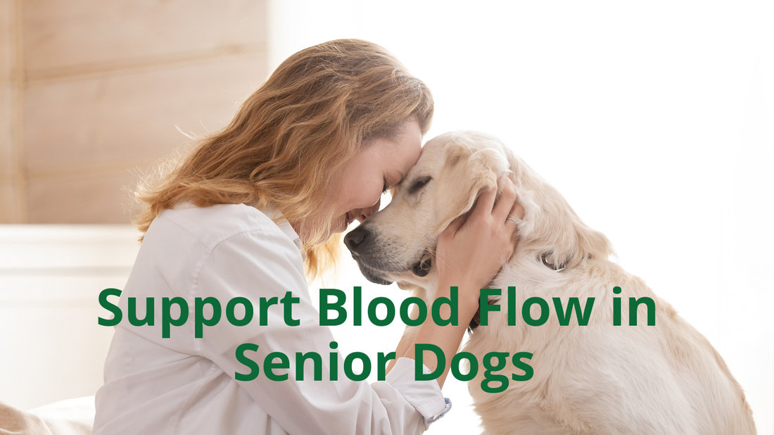 🩸 How to Support Blood Flow Naturally in Senior Dogs