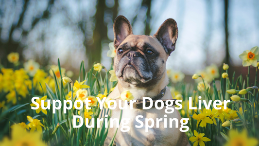 Image for Best Natural Pets Blog Post titled How to Support Your Dogs Liver During Seasonal Transitions