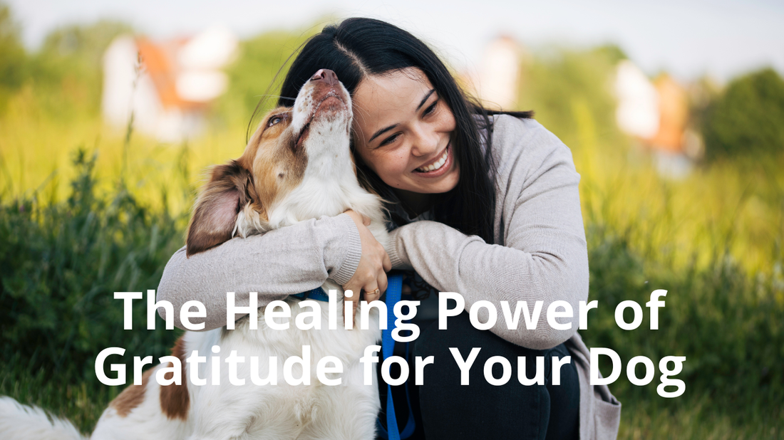 Image for Best Natural Pets Blog: The Healing Power of Gratitude for Your Dog