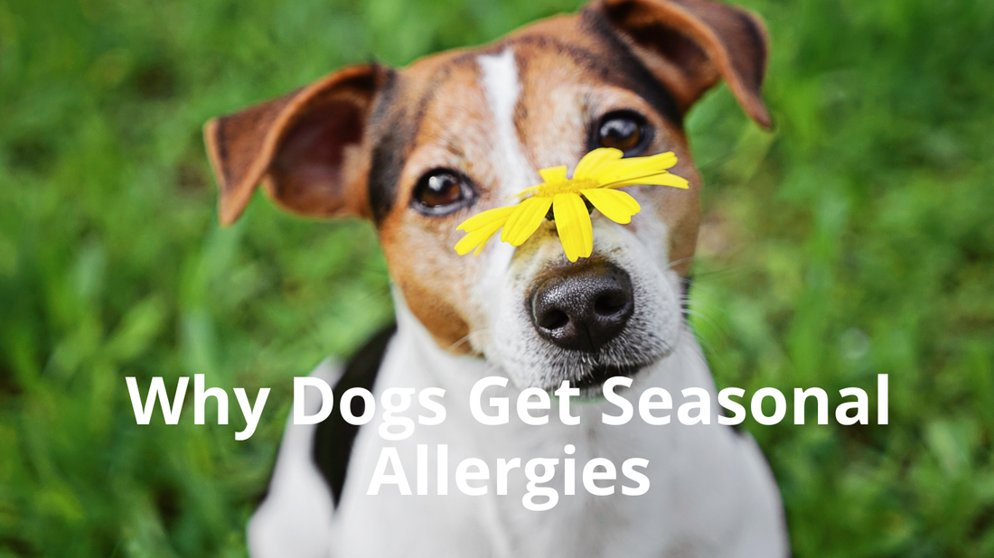 Image for Best Natural Pets blog article titled: Why Dogs Get Seasonal Allergies
