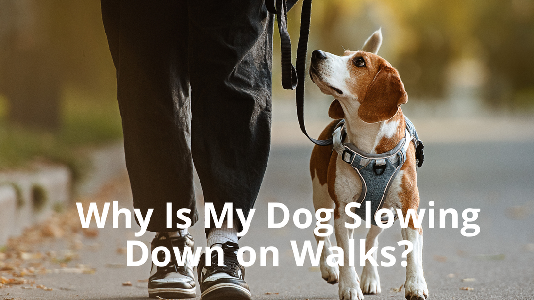 Featured Image for Best Natural Pet's Blog titled Why is My Dog Slowing Down on Walks