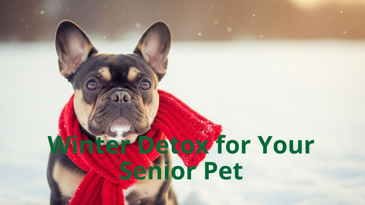 Winter Detox for Your Senior Pet | Best Natural Pets