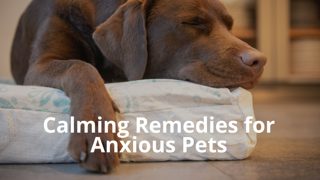 Herbal Remedies to Calm an Anxious Pet