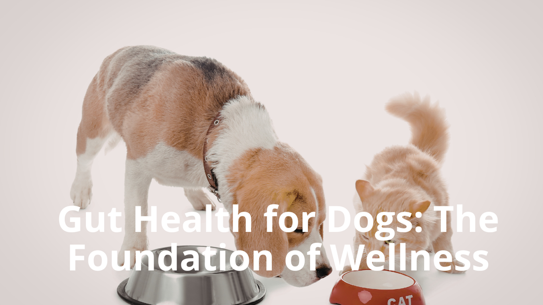 Image for Best Natural Pets blog titled: Gut Health for Dogs - The Foundation of Wellness