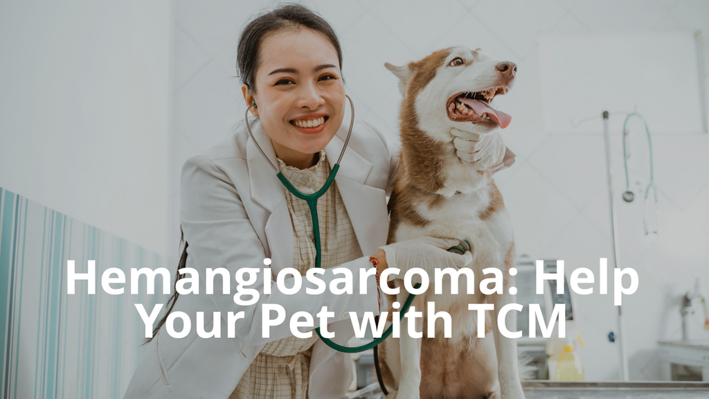 Hemangiosarcoma in Dogs: How TCM Can Help Manage Bleeding Tumors