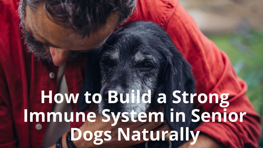 🛡️ How to Build a Strong Immune System in Senior Dogs Naturally