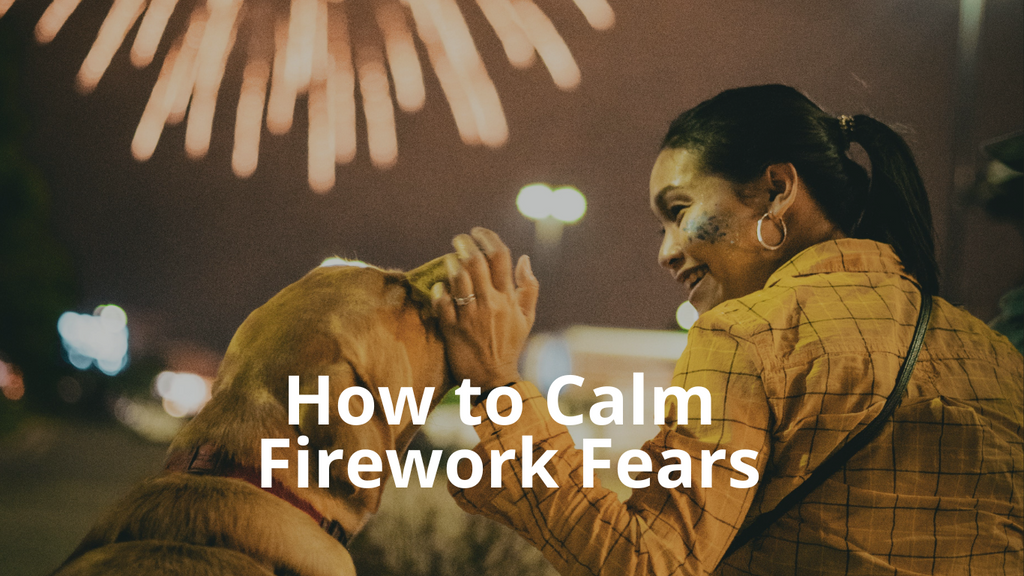 Firework Frenzy: How to Calm Your Pet’s Noise Anxiety