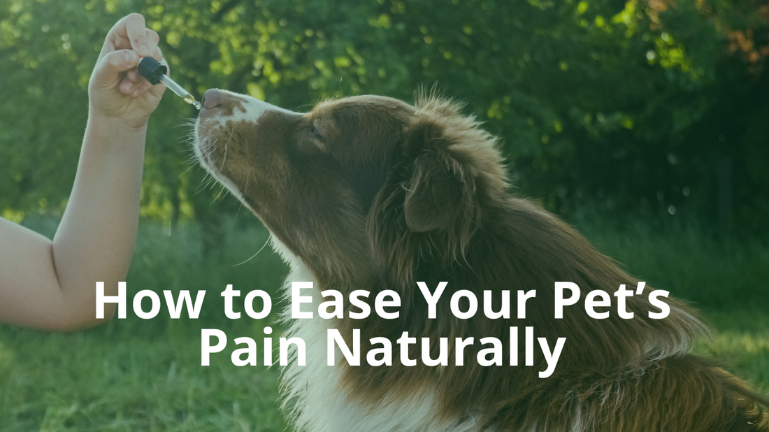 September is Animal Pain Awareness Month - 9 Natural Ways to Help a Pet in Pain