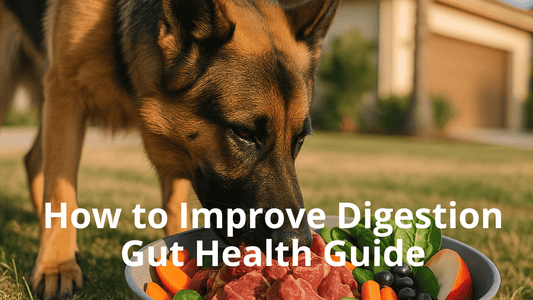 Image for Best Natural Pet's Blog Titled How to Improve Digestion - Gut Health Guide