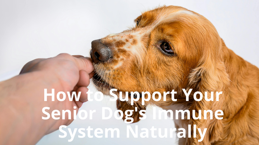 🛡️ How to Support Your Senior Dog's Immune System Naturally
