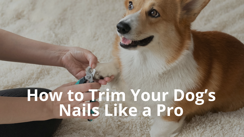 Trim Like a Pro: 8 Tips for Dog Nail Care