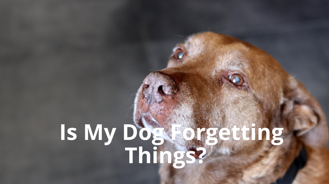 Featured image of Best Natural Pets Blog post titled Is My Dog Forgetting Things