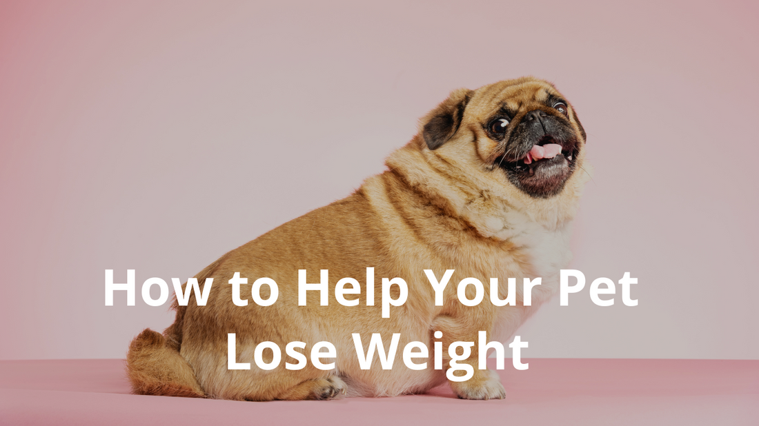 How to Help Your Pet Lose Weight