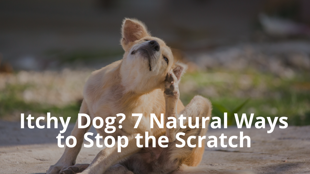 Why Is My Dog Itching? Reasons Your Dog is Scratching and 7 Natural Ways to Help Them