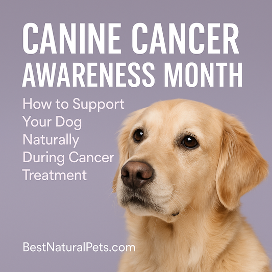 A Complete Guide: How to Support Your Dog Naturally During Cancer Treatment