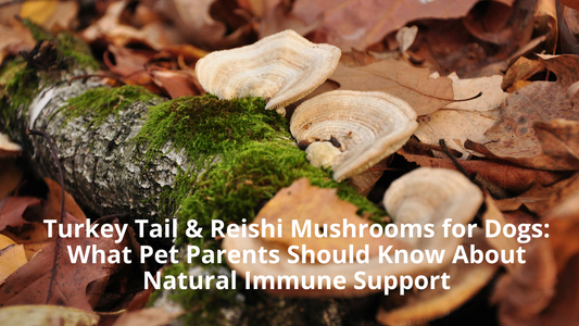 Turkey Tail & Reishi Mushrooms for Dogs: What Pet Parents Should Know About Natural Immune Support