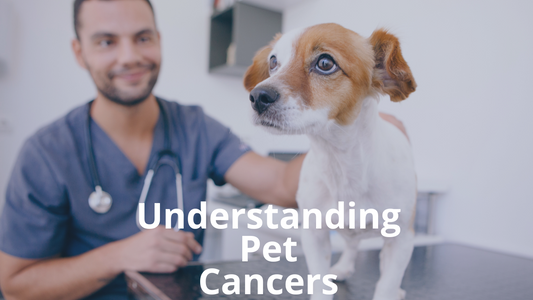 November is Pet Cancer Awareness Month - What You Need to Know About Pet Cancers