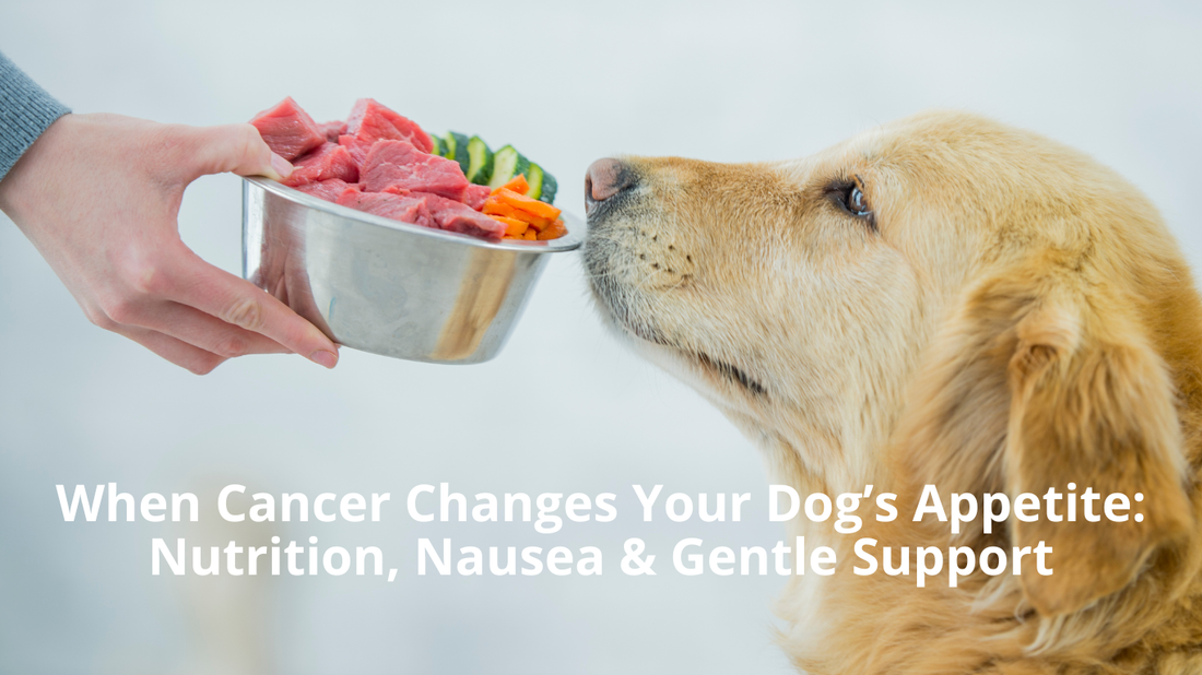 featured image of blog post entitled When Cancer Changes Your Dog’s Appetite Nutrition, Nausea & Gentle Support