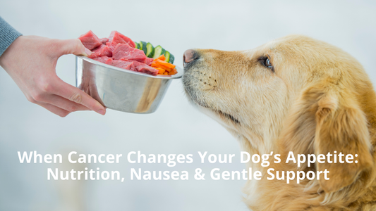 featured image of blog post entitled When Cancer Changes Your Dog’s Appetite Nutrition, Nausea & Gentle Support