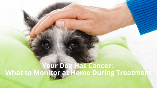 🐾 Your Dog Has Cancer: What to Monitor at Home During Treatment