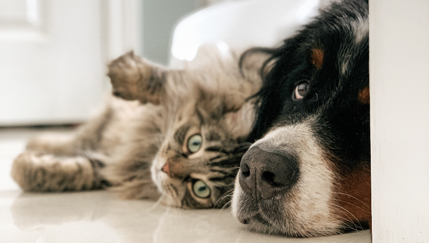 Bernese dog and cat friend cuddling on the floor | Best Natural Pets