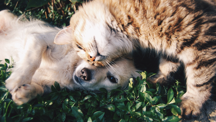 Friendly cat rubbing up against dog friend | Best Natural Pets