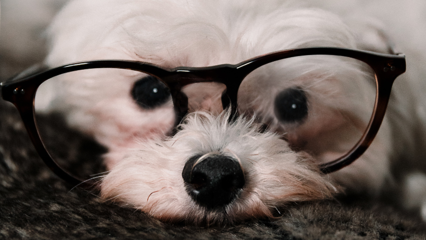 Cute white dog wearing black rimmed glasses | Best Natural Pets
